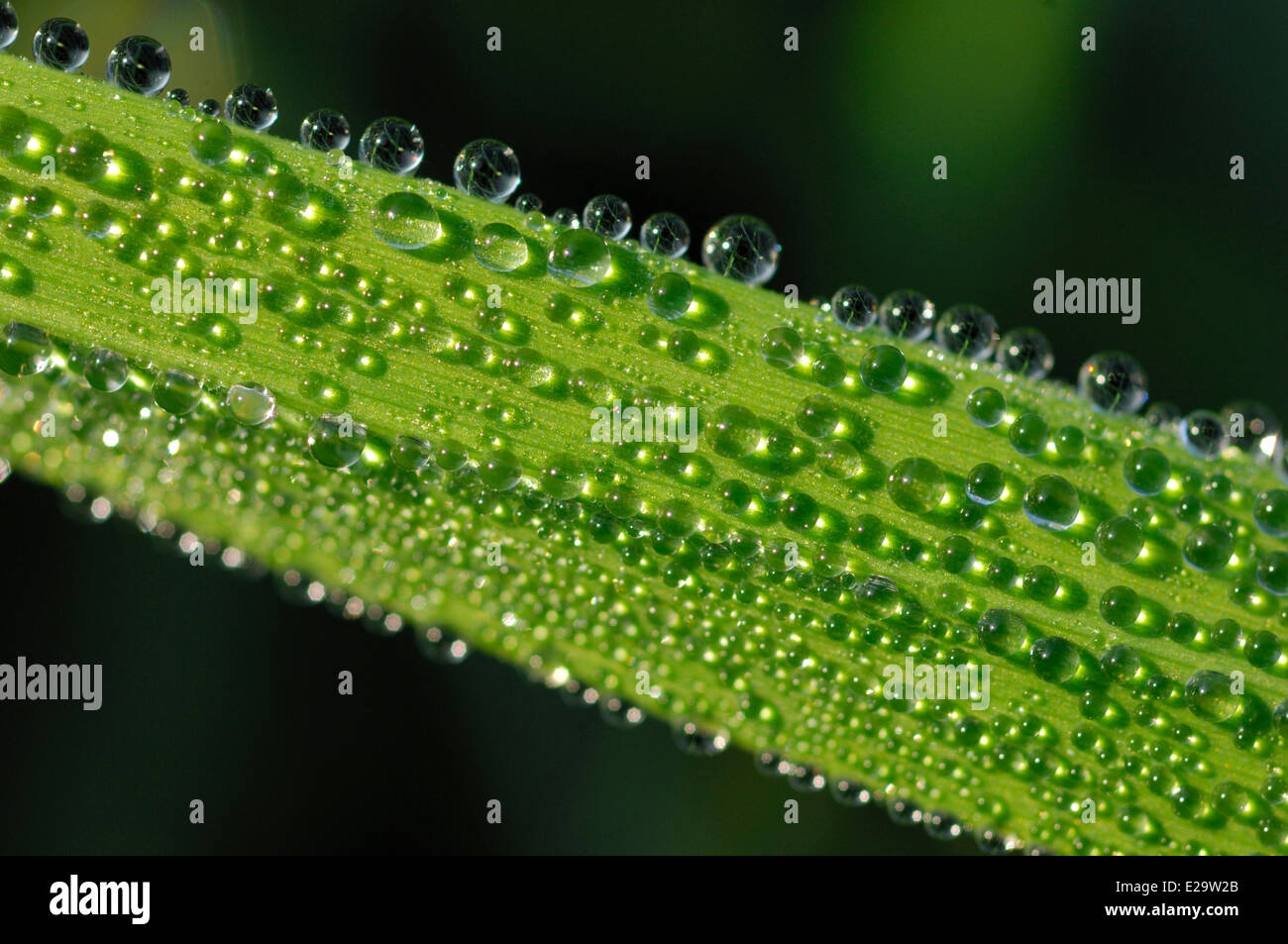France, Ardennes, Carignan, drops of water aligned on a green sheet Stock Photo