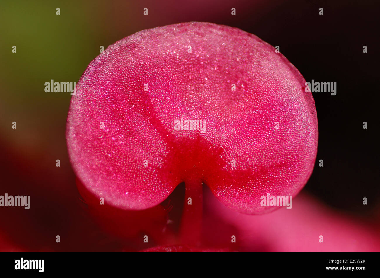 Belgium, Wallonia, Bouillon, pink pistil of a flower Stock Photo