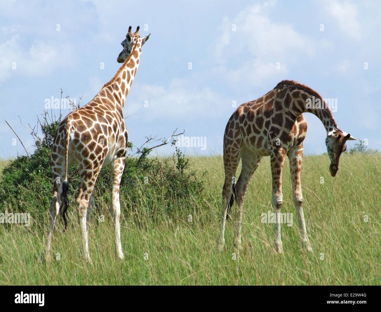 Ugandan scenery hi-res stock photography and images - Alamy