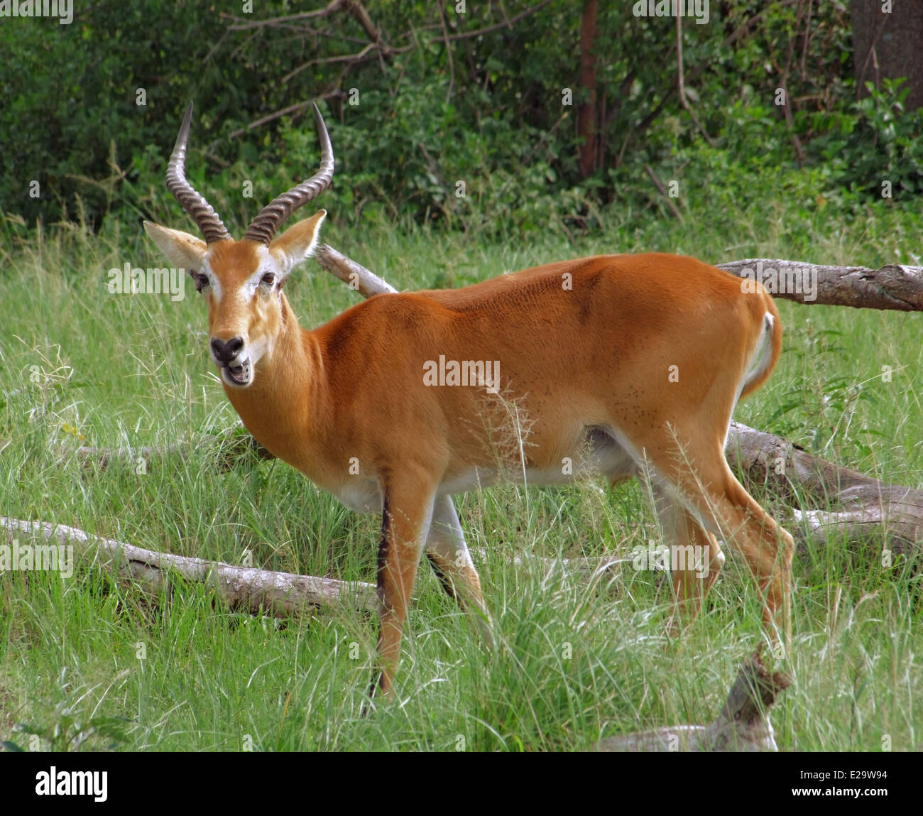 Uganda kob antelope in nature hi-res stock photography and images - Alamy