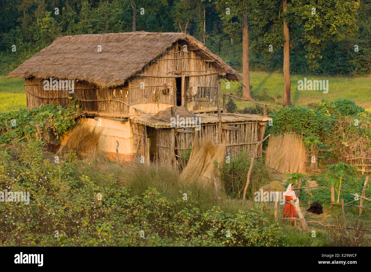 Nepal, Terai area, Chisapani, traditional house Stock Photo - Alamy