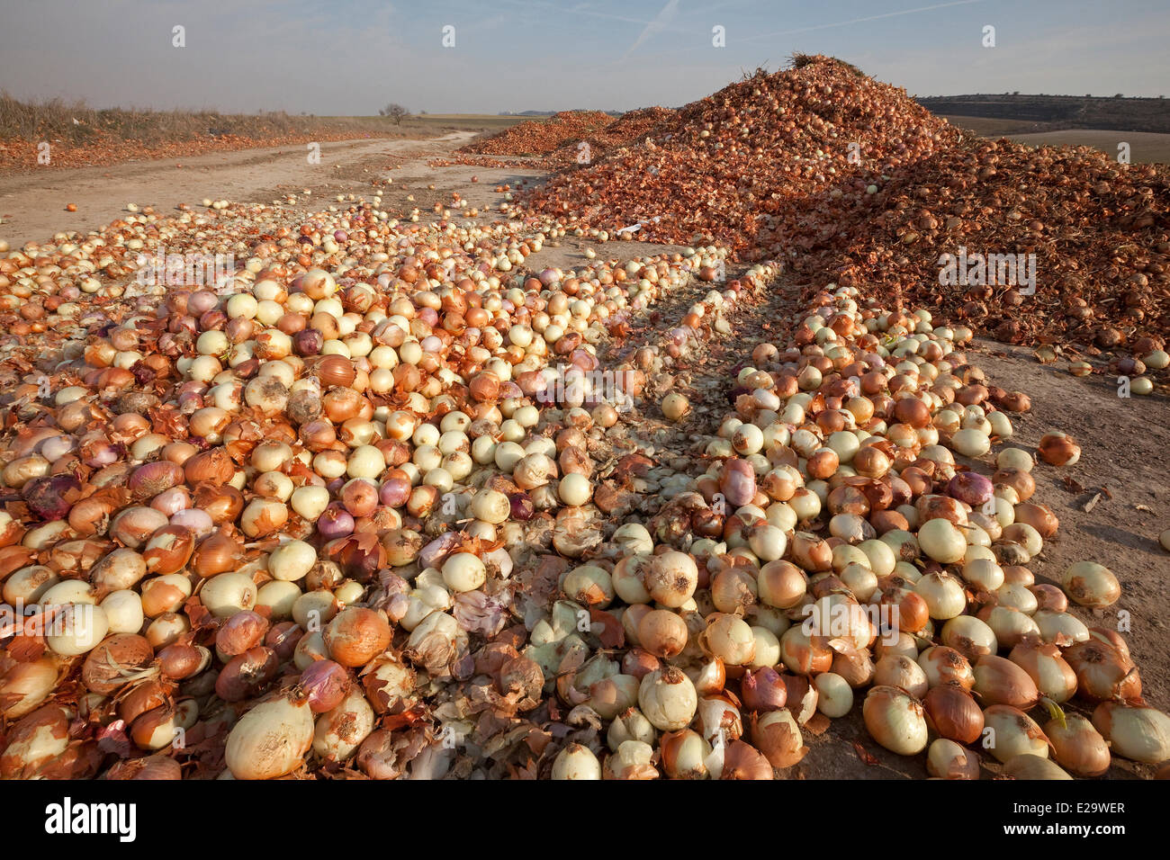 Spain, Catalonia, Lleida Province, Montsonis, deposit of onions in the nature Stock Photo