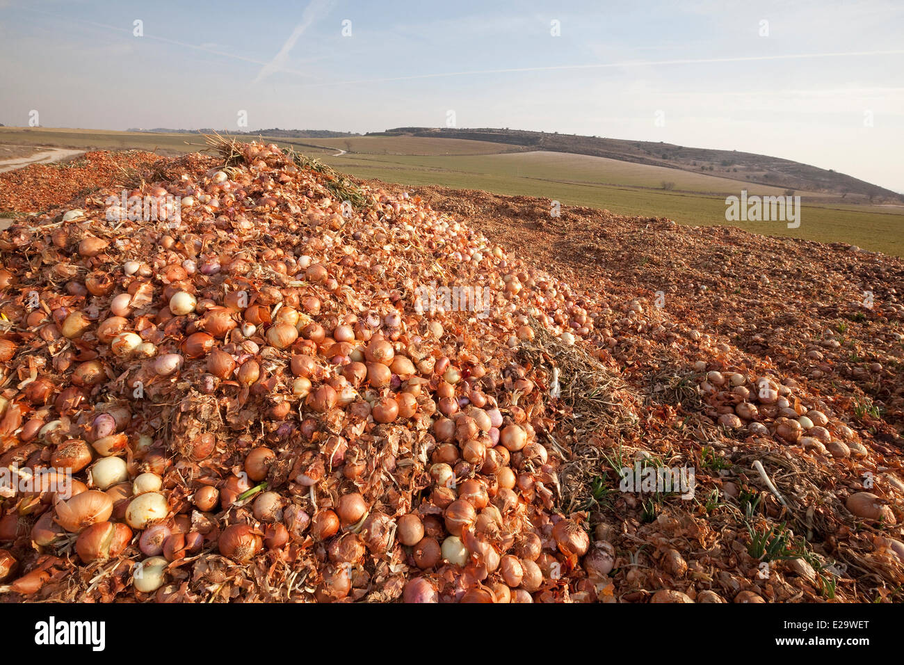 Spain, Catalonia, Lleida Province, Montsonis, deposit of onions in the nature Stock Photo