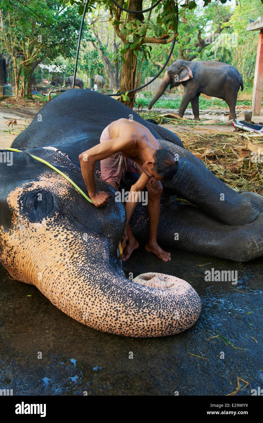 India, Kerala state, Guruvayur, elephant center, training for the temple parade Stock Photo