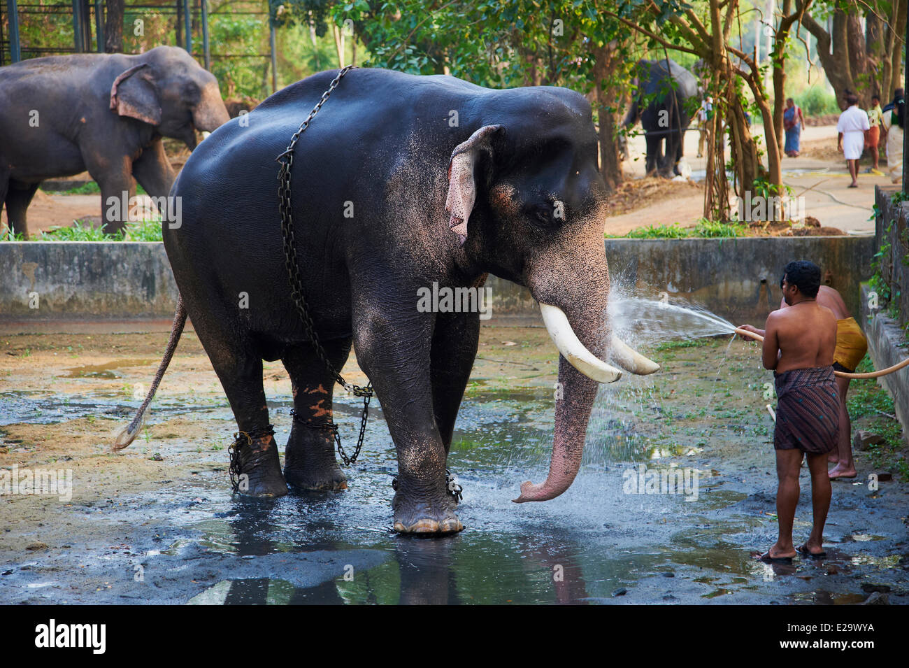India, Kerala state, Guruvayur, elephant center, training for the temple parade Stock Photo