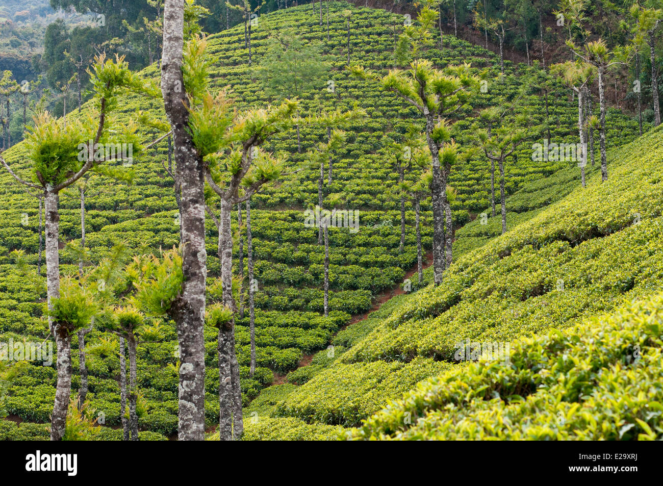 India, Tamil Nadu State, Ooty, a hill station in the Nilgiri Hills (Blue Hills) at an altitude of 2200m founded by the Stock Photo