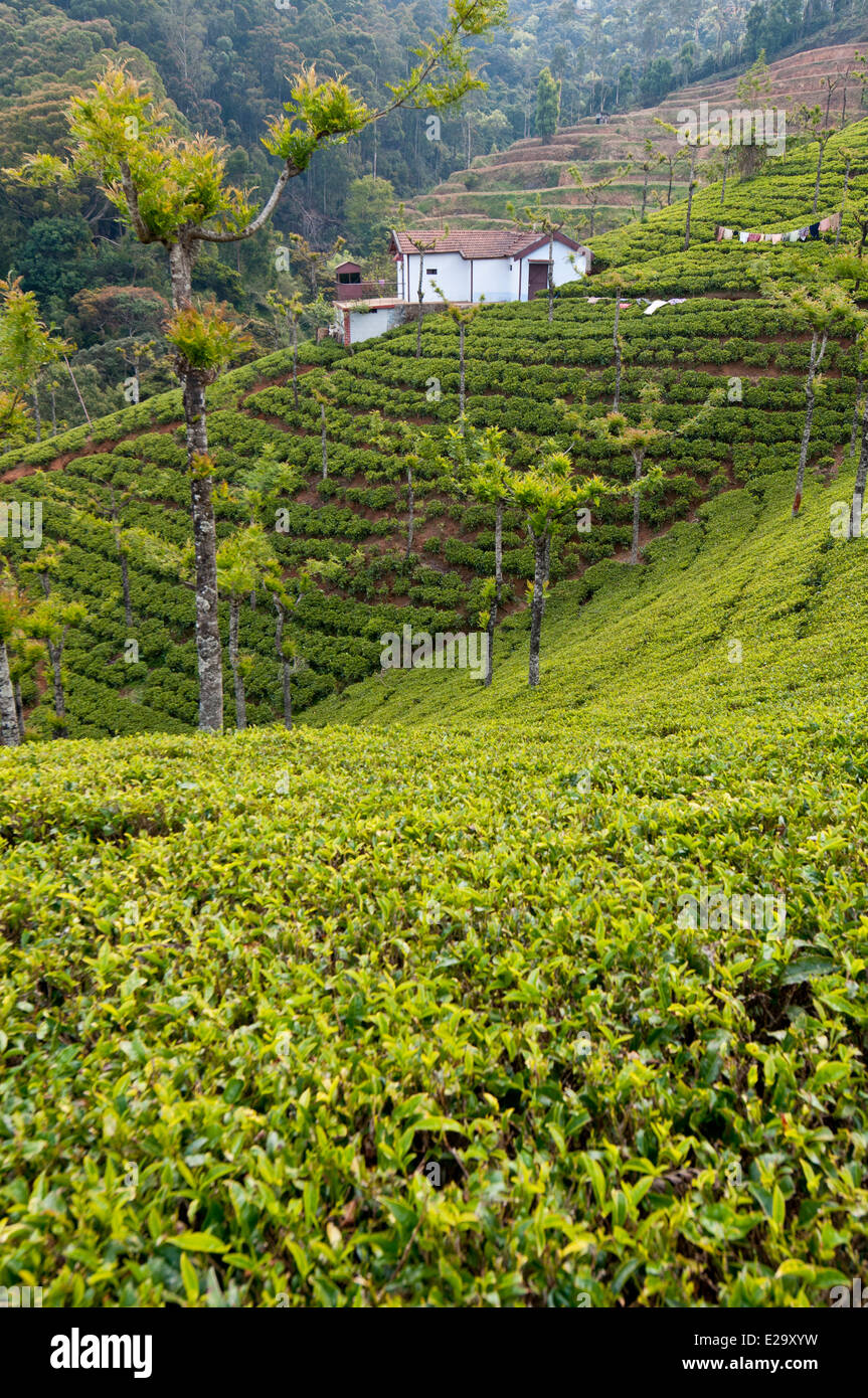 The first-time traveller's guide to Ooty: Where to stay, eat and what to do  in this beautiful hill station in Tamil Nadu | GQ India