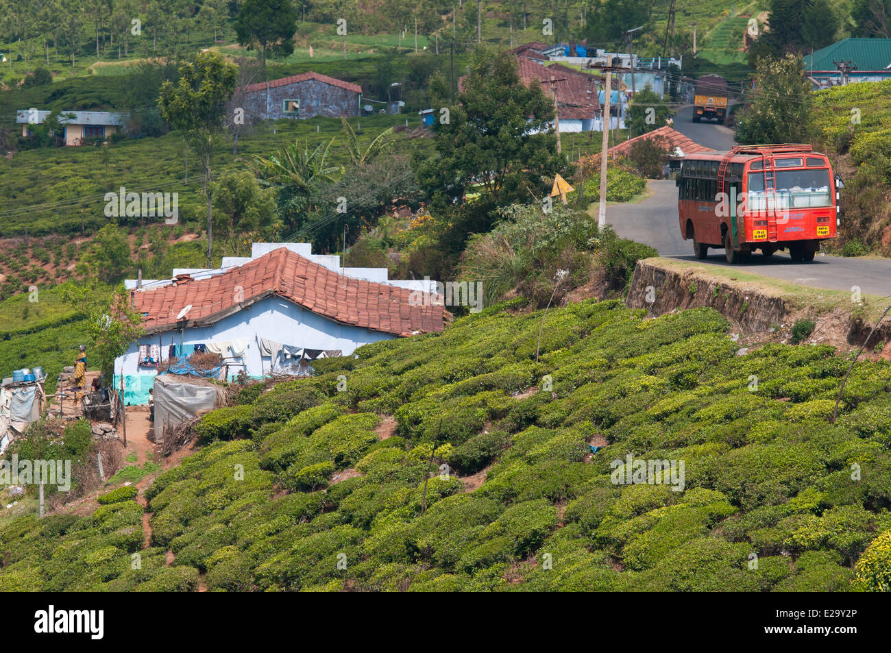 India, Tamil Nadu State, the Nilgiri Hills (Blue Hills), tea estates in the surroundings of Kotagiri Stock Photo