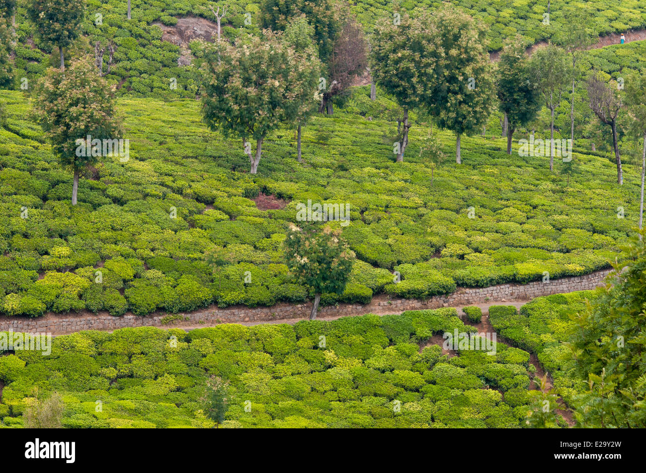 India, Tamil Nadu State, the Nilgiri Hills (Blue Hills), tea estates in