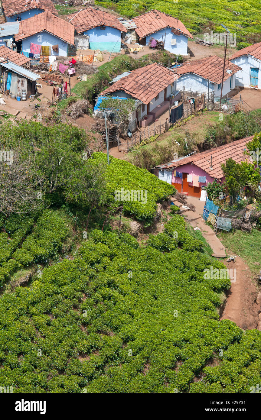 India, Tamil Nadu State, the Nilgiri Hills (Blue Hills), tea estates in the surroundings of Kotagiri Stock Photo