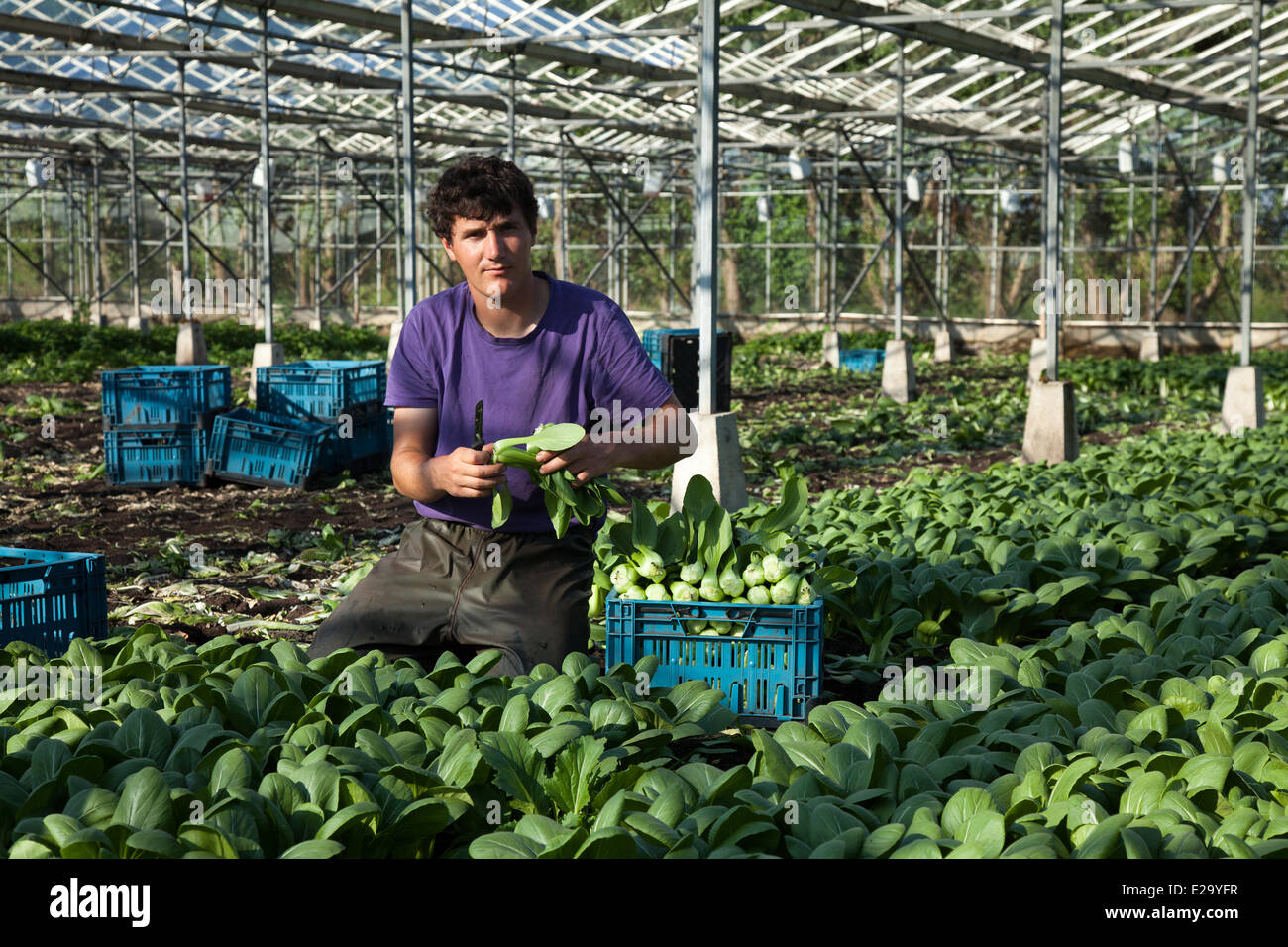 Tarleton, Preston, UK 18th June, 2014.  Paulo Rodrigues (MR) harvesting greenhouse salad crops in sweltering conditions. Portuguese migrant labourers picking the second crop of Tatsoi lettuce for market as the warm weather makes for a good growing season in this market gardening area.  Salad consumption is at its highest level in the history of eating and in summer months mean demand goes crazy, which is all good news for the regions salad bowl, the West Lancashire coastal plain between Preston and Southport where miles of rich, black soil provide an ideal growing medium. Stock Photo