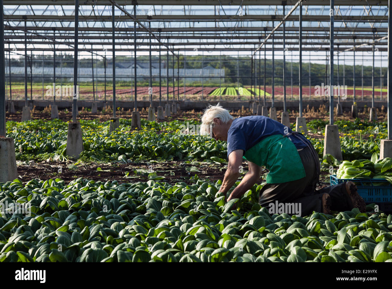 Woman Harvesting Greenhouse Brassica rapa Salad Crops in sweltering conditions in Tatleton UK. Bonita Abram picking the second crop of Tatsoi lettuce for market as the continuing good weather makes for a good growing season in this market gardening area.  British Salad consumption is now at its highest level in the history of eating and the summer months mean demand goes crazy, which is all good news for the regions salad bowl, the West Lancashire coastal plain between Preston and Southport where miles of rich, black soil provide an ideal growing medium. Stock Photo