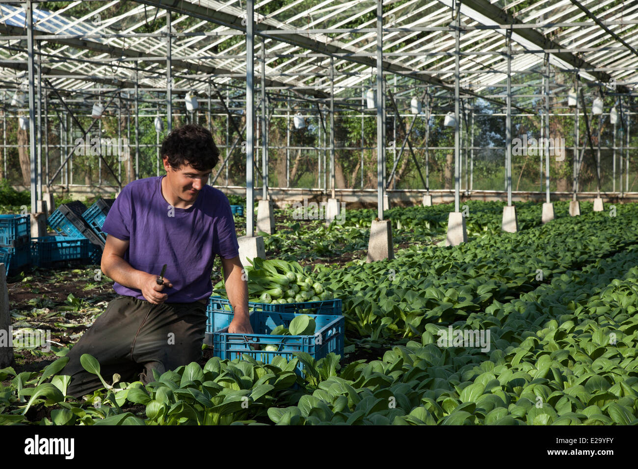 Tarleton, Preston, UK 18th June, 2014.  Paulo Rodrigues (MR) harvesting greenhouse salad crops in sweltering conditions. Portuguese migrant labourers picking the second crop of Tatsoi lettuce for market as the warm weather makes for a good growing season in this market gardening area.  Salad consumption is at its highest level in the history of eating and in summer months mean demand goes crazy, which is all good news for the regions salad bowl, the West Lancashire coastal plain between Preston and Southport where miles of rich, black soil provide an ideal growing medium. Stock Photo