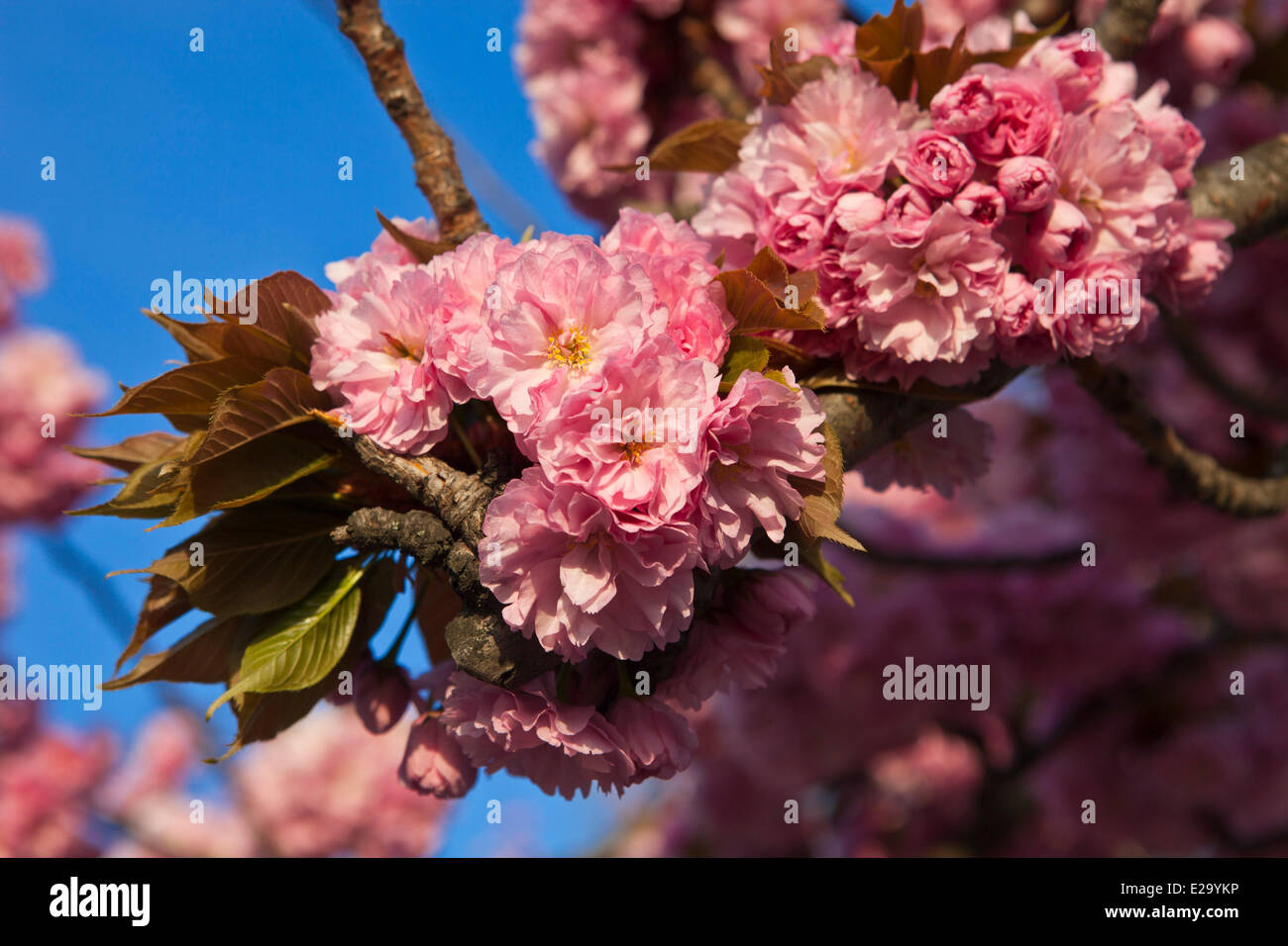 France, Paris, close-up of plum blossoms Stock Photo
