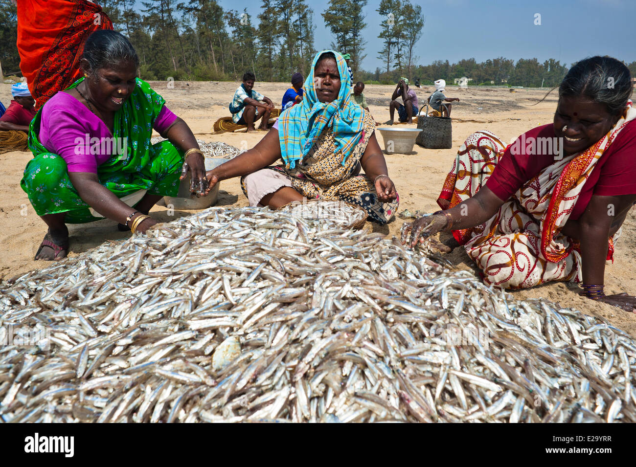 India, Tamil Nadu State, Mahabalipuram (or Mamallapuram), fish sorting