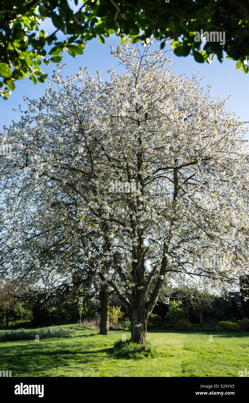 Wild cherry tree in blossom framed by privet hedge arch Stock Photo