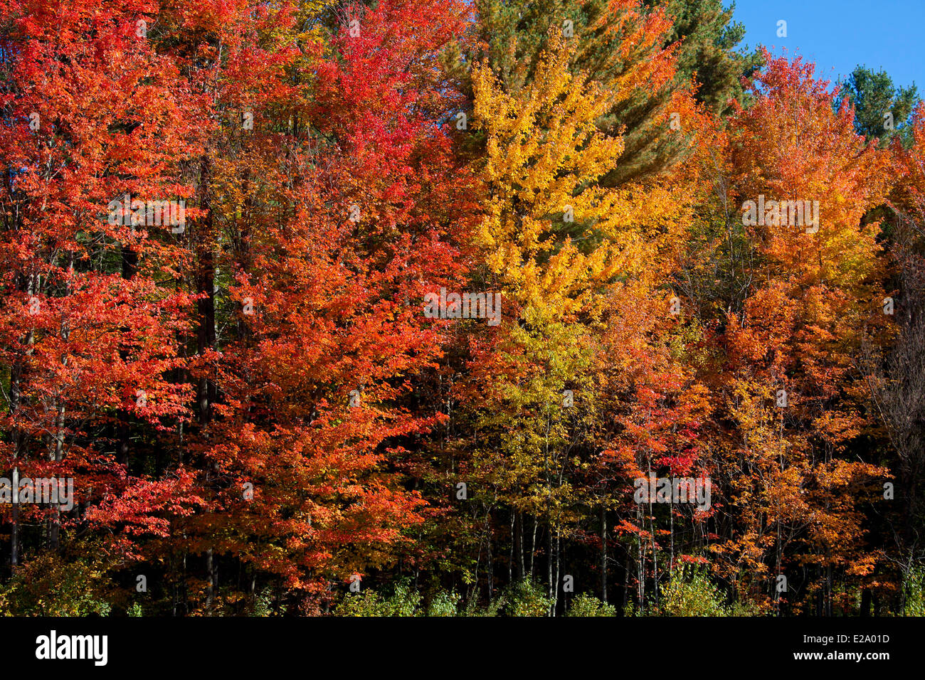 Canada, Quebec province, Eastern Townships or Estrie, fall foliage, the