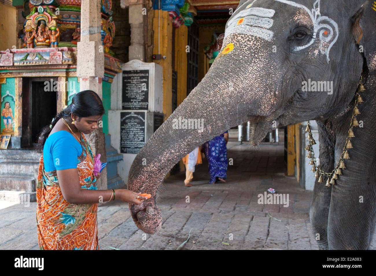 India, Tamil Nadu state, Kumbakonam, elephant blessing the pilgrims at Adi Kumbeswarar temple dedicated to Shiva Stock Photo