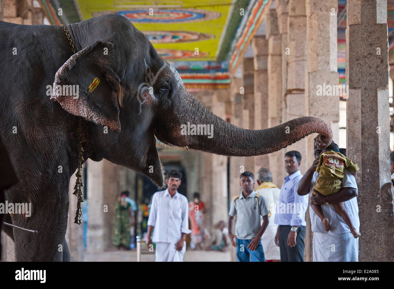 India, Tamil Nadu state, Kumbakonam, elephant blessing the pilgrims at Adi Kumbeswarar temple dedicated to Shiva Stock Photo