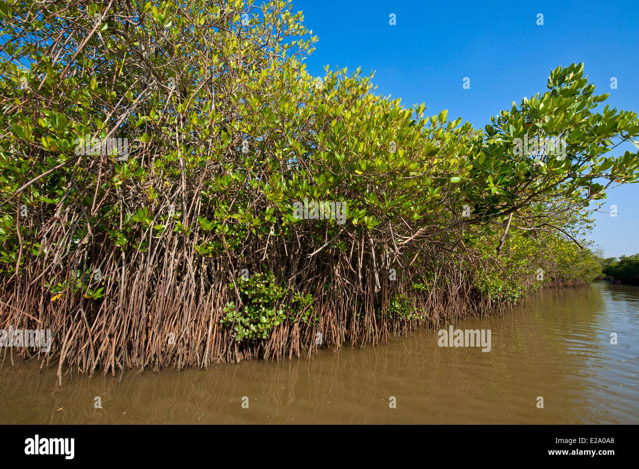 India, Tamil Nadu state, Pichavaram has one of the largest mangrove