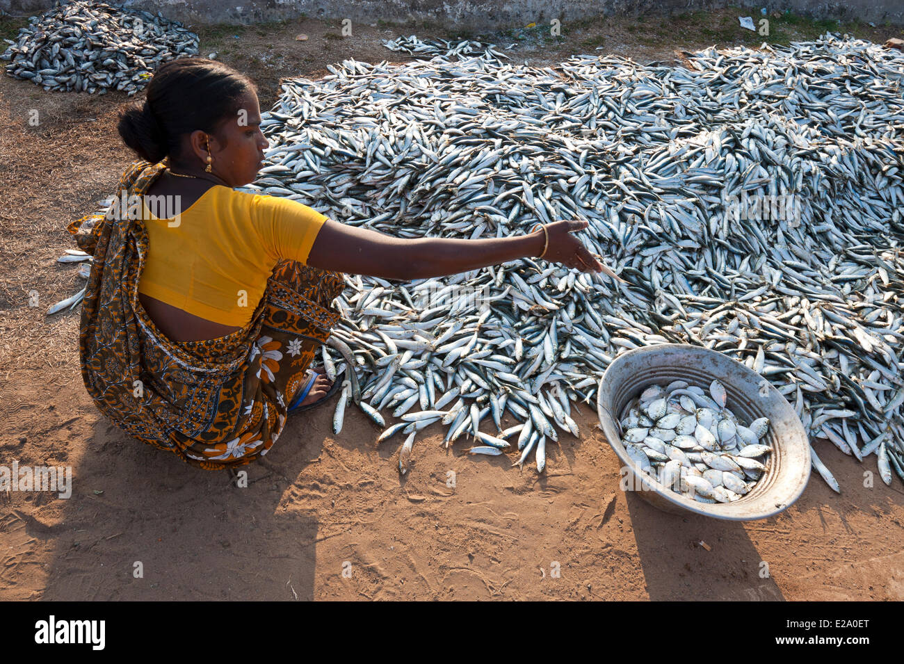 Pichavaram High Resolution Stock Photography and Images - Alamy