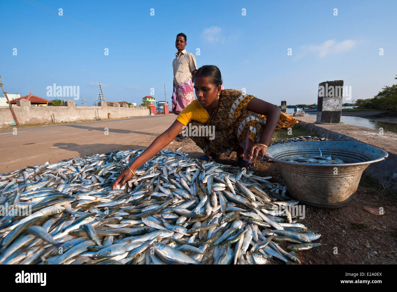 India, Tamil Nadu state, return from fishing at Pichavaram which has