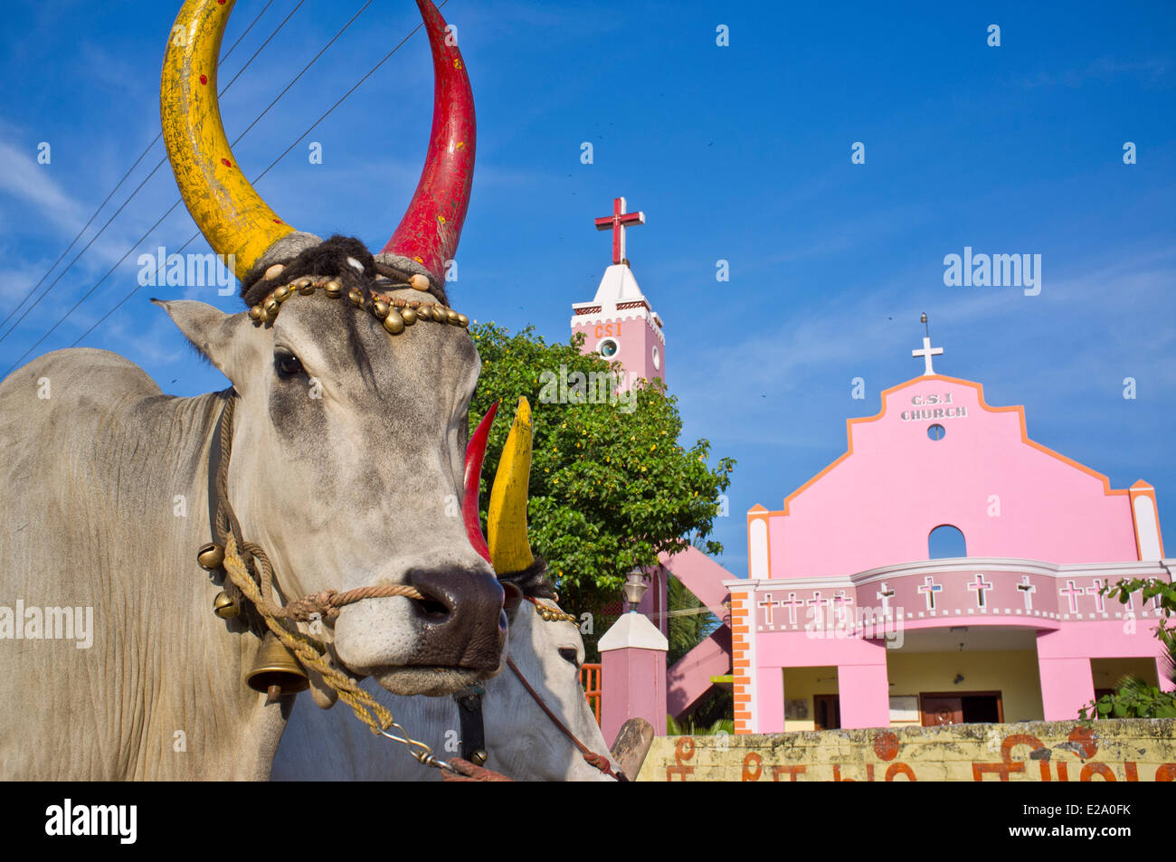 State animal of tamil nadu hi-res stock photography and images - Alamy