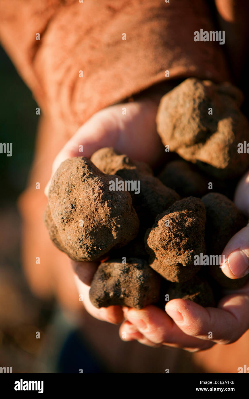 France, Vaucluse, Luberon, Bonnieux, harvest of truffles with Jacky