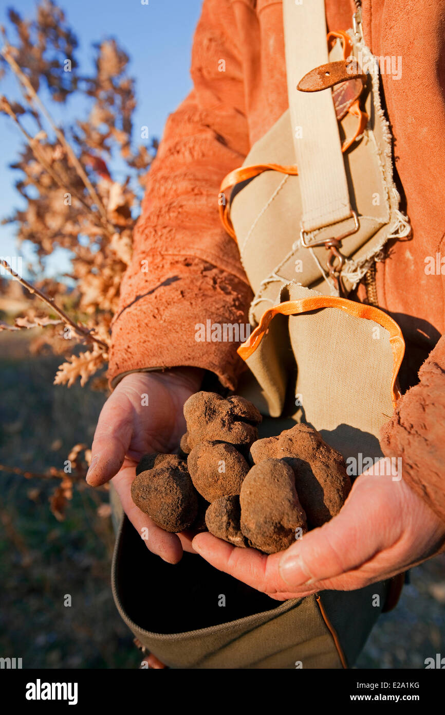 France, Vaucluse, Luberon, Bonnieux, harvest of truffles with Jacky