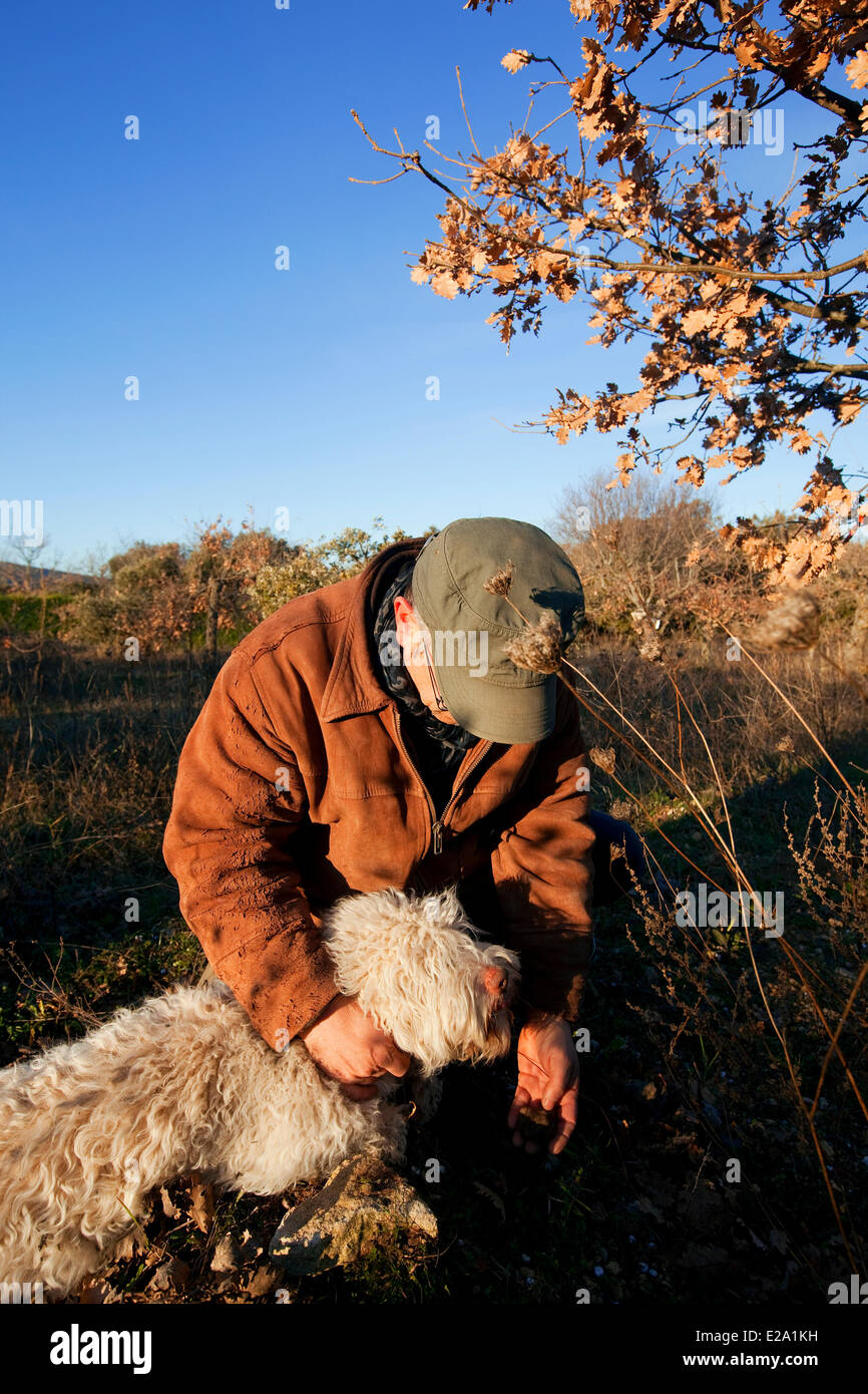 France, Vaucluse, Luberon, Bonnieux, harvest of truffles with Jacky