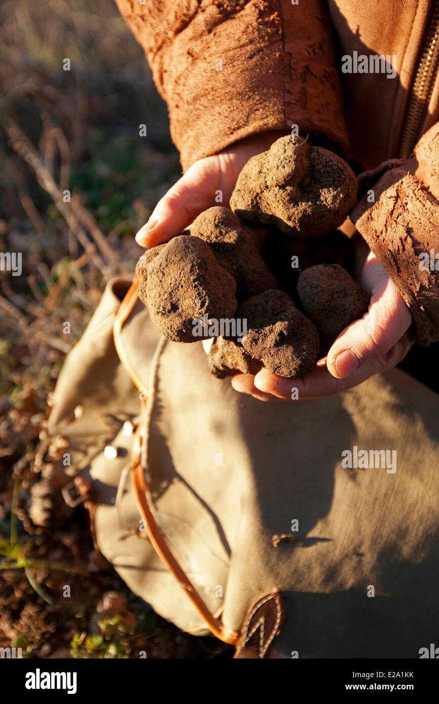France, Vaucluse, Luberon, Bonnieux, harvest of truffles with Jacky