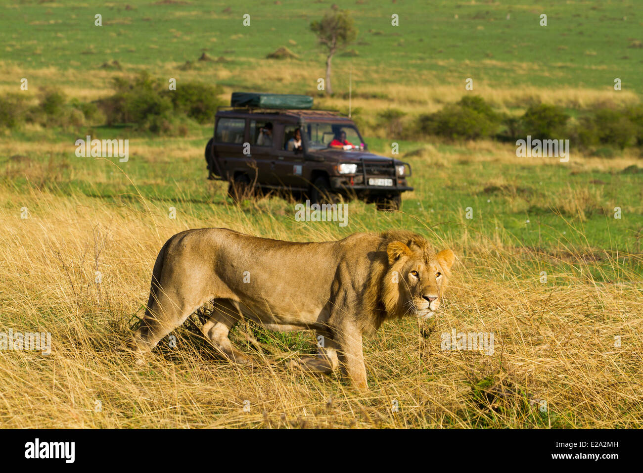Masai mara park tourists hi-res stock photography and images - Alamy