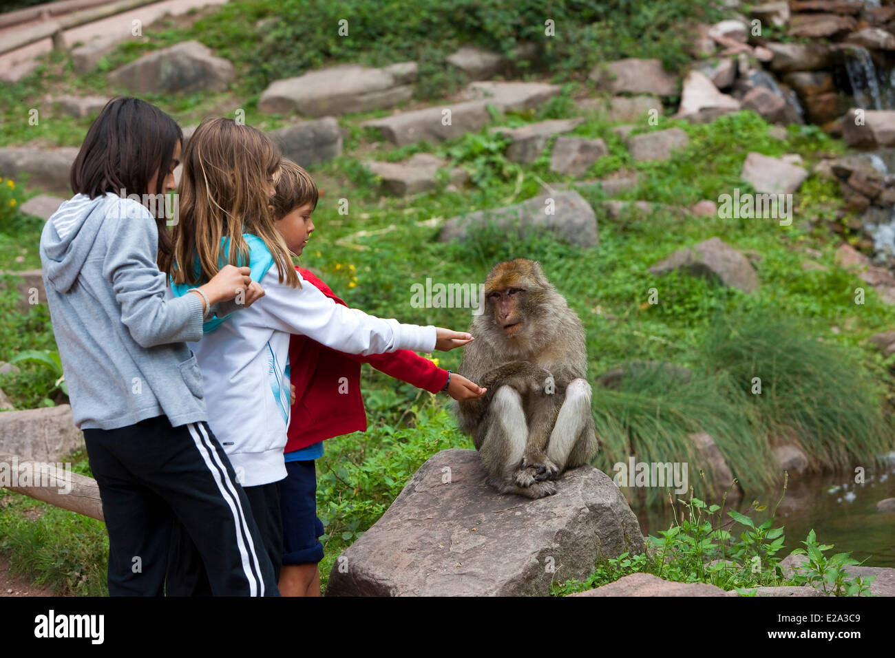 France, Bas Rhin, Kintzheim, Monkeys mountain, Barbary macaque (Macaca sylvanus) Stock Photo