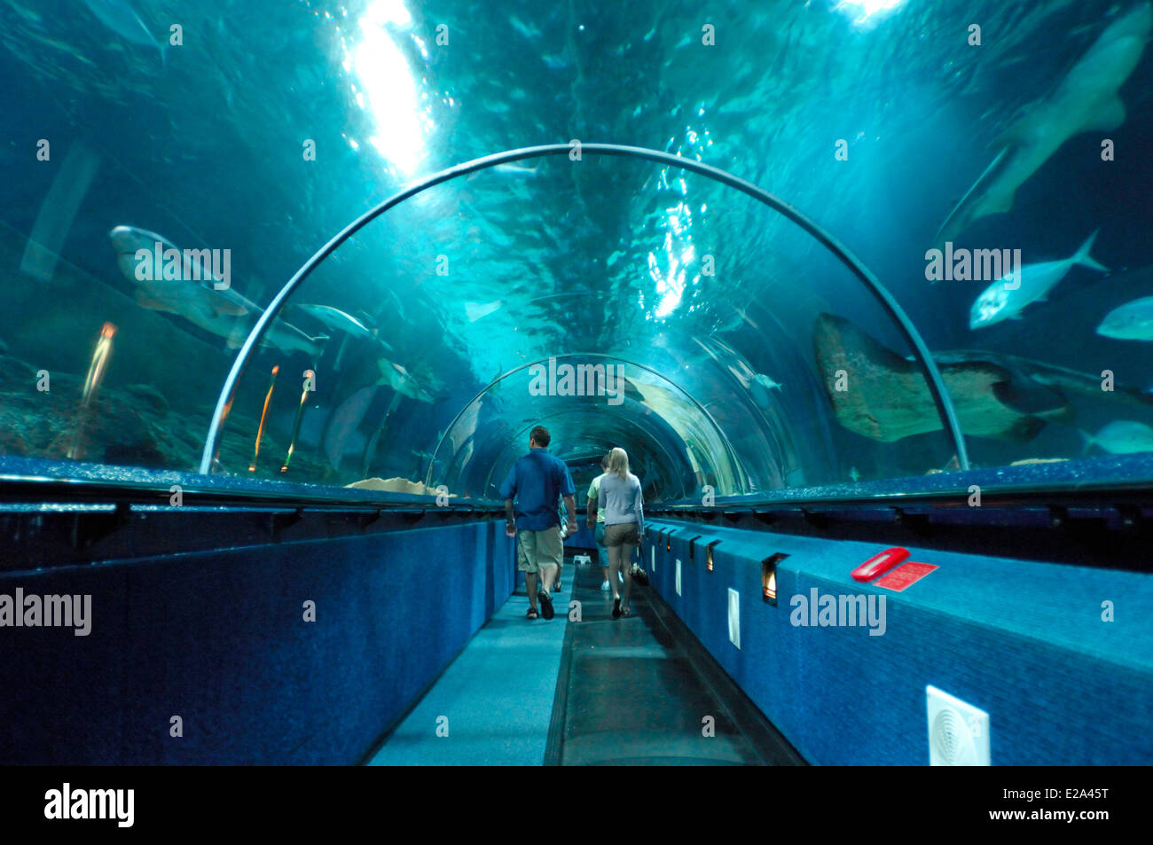 New Zealand, North Island, Auckland, Kelly Tarlton's Underwater World