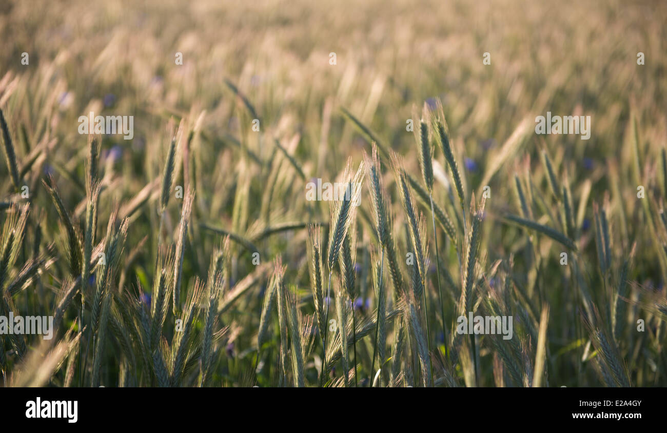 A rye field in Sprengel, lower saxony, Germany, 5 June 2014. Stock Photo