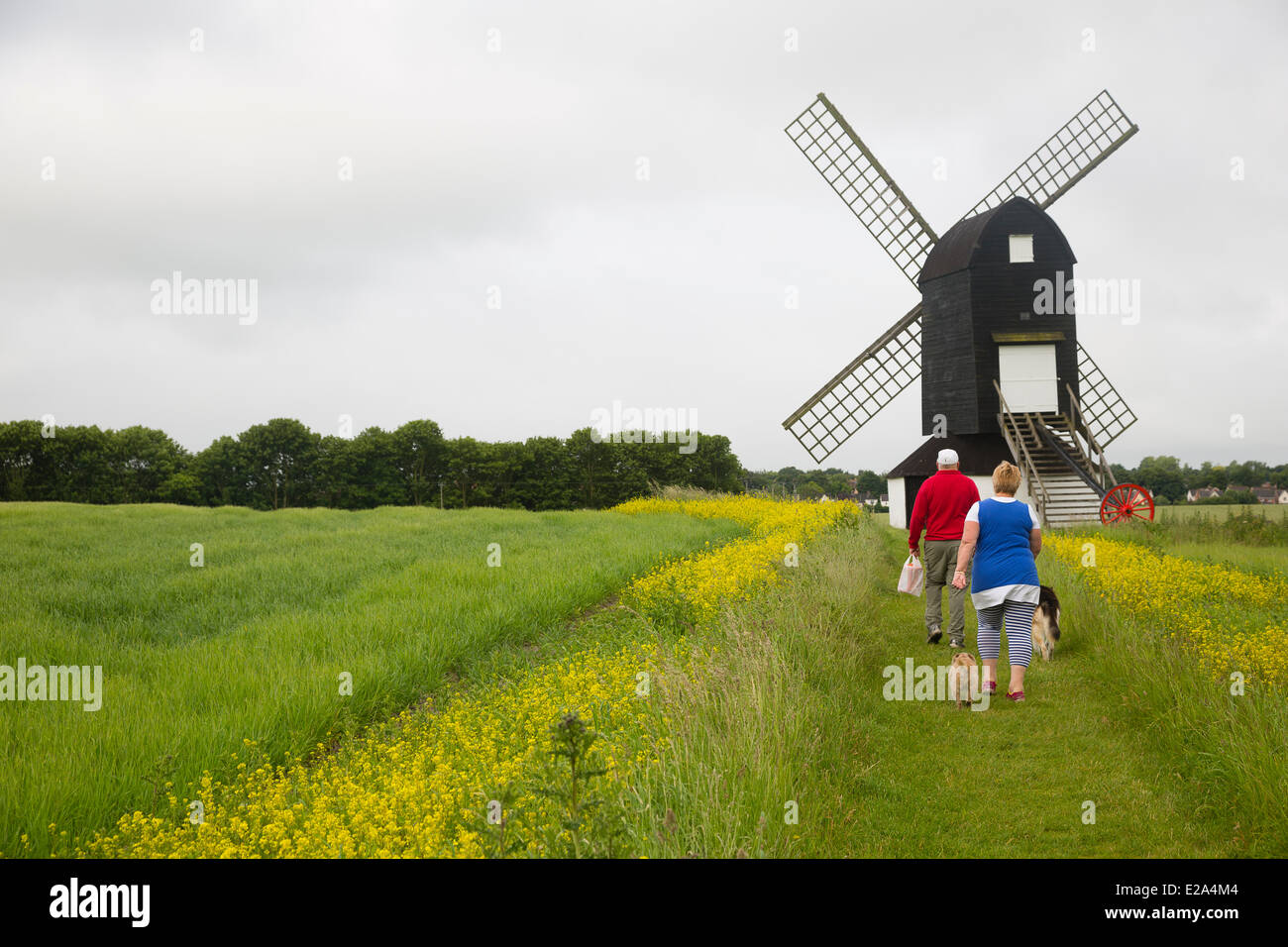 Ivinghoe, UK. 18th June, 2014. Dog walkers passing Pitstone Windmill, one of the oldest windmills in the UK. Credit:  Dave Stevenson/Alamy Live News Stock Photo