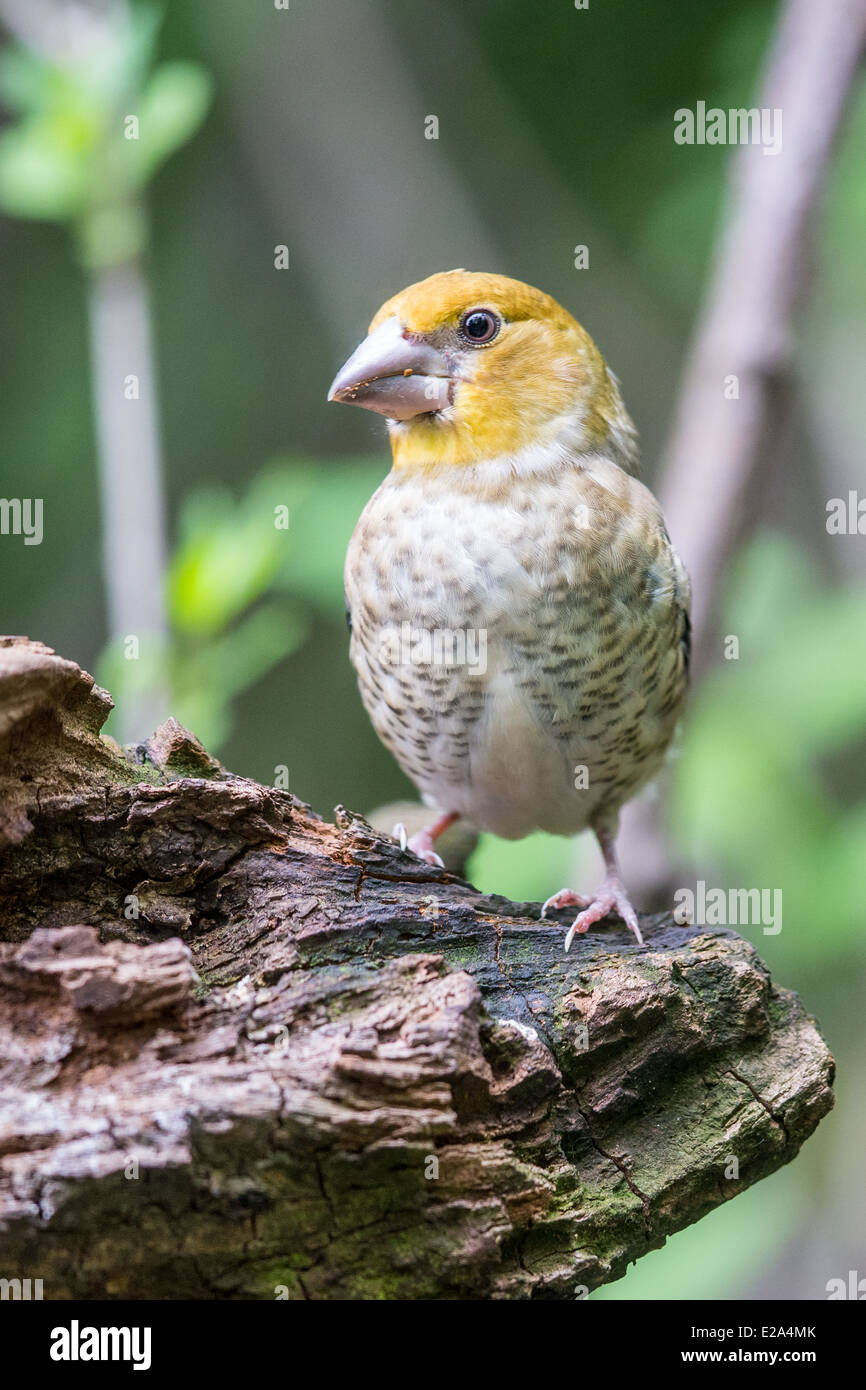 Juvenile Hawfinch (Coccothraustes coccothraustes) perching on a tree stump Stock Photo