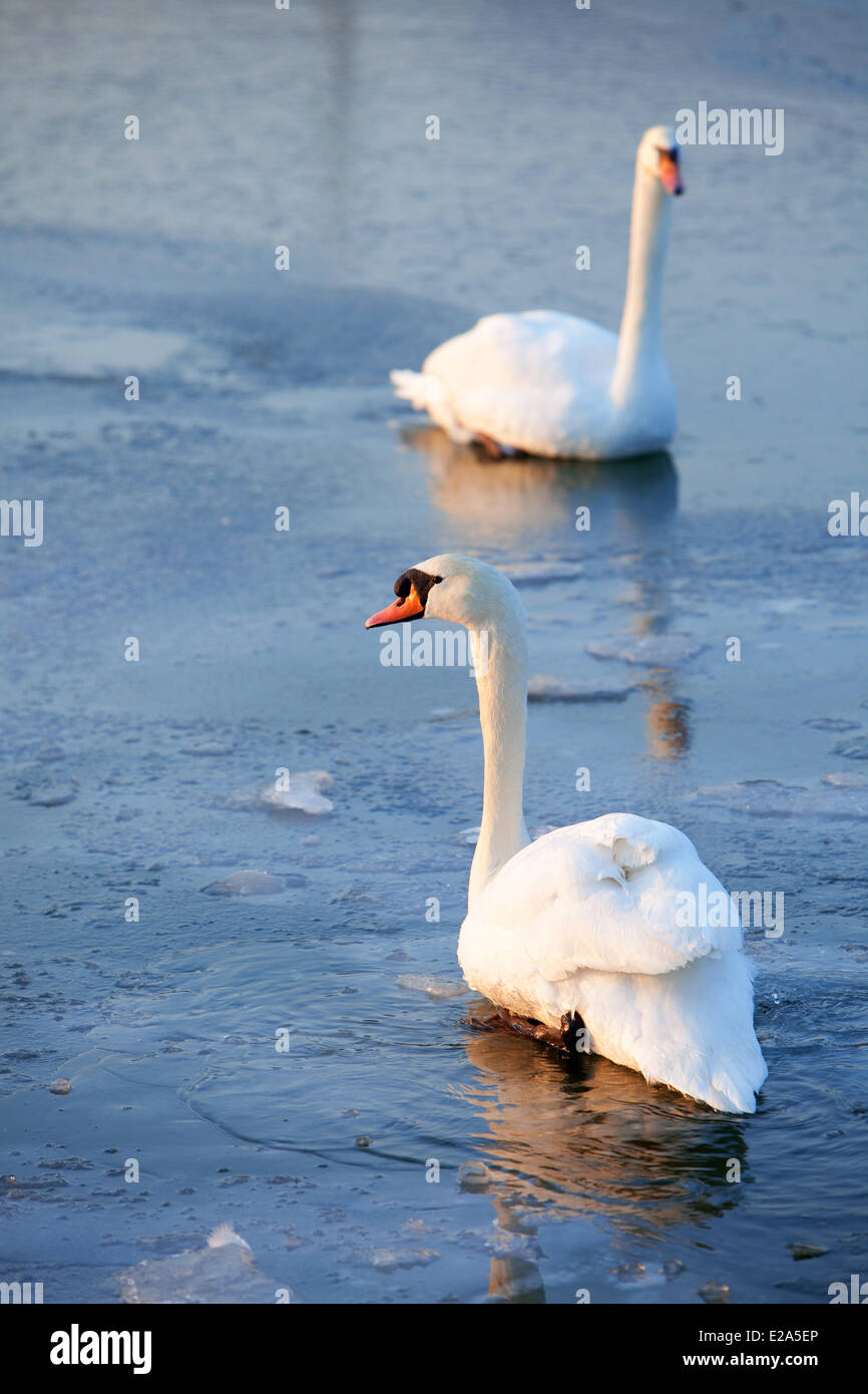 France, Bouches du Rhone, Etang de Berre, La Mede River, swan on a frozen lake Stock Photo