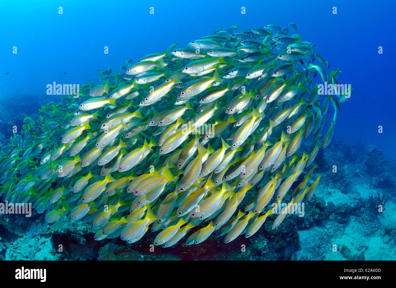 Philippines, Palawan island, a school of yellow snappers (Lutjanus sp.) Stock Photo