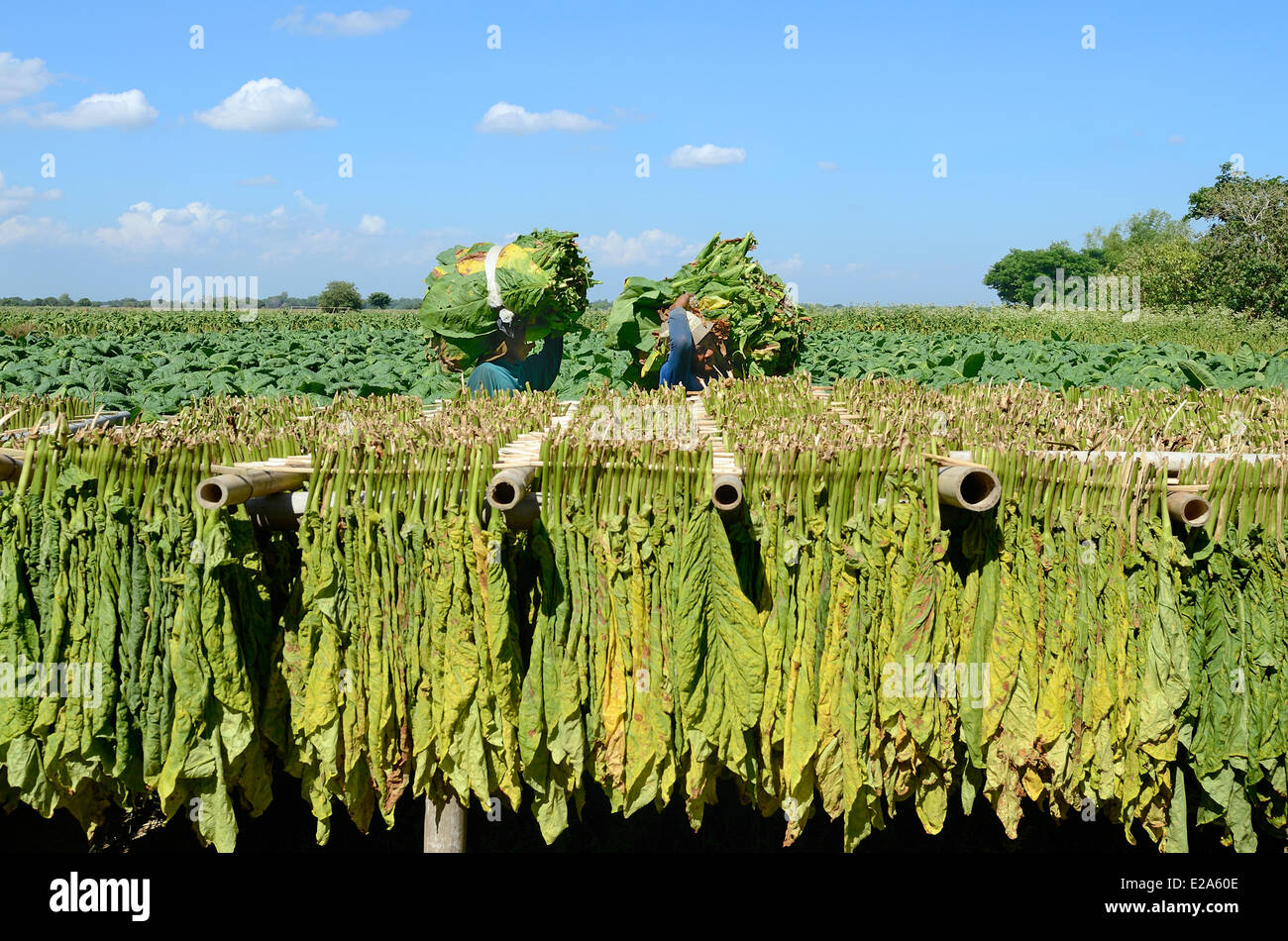 Philippines, Luzon island, Pangasinan, tobacco harvest and drying Stock