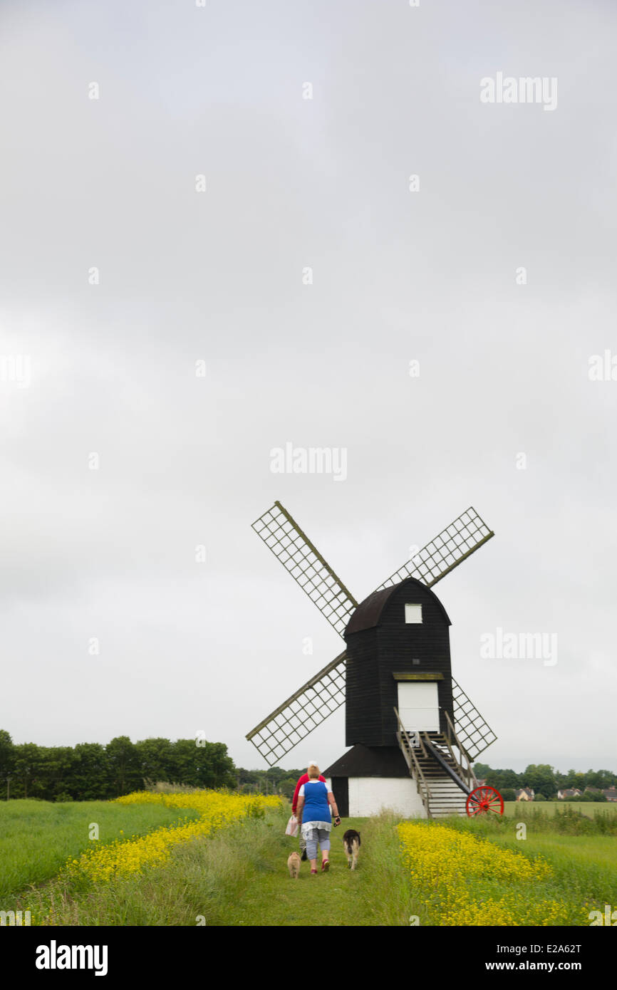 Ivinghoe, UK. 18th June, 2014. Dog walkers passing Pitstone Windmill, one of the oldest windmills in the UK. Credit:  Dave Stevenson/Alamy Live News Stock Photo