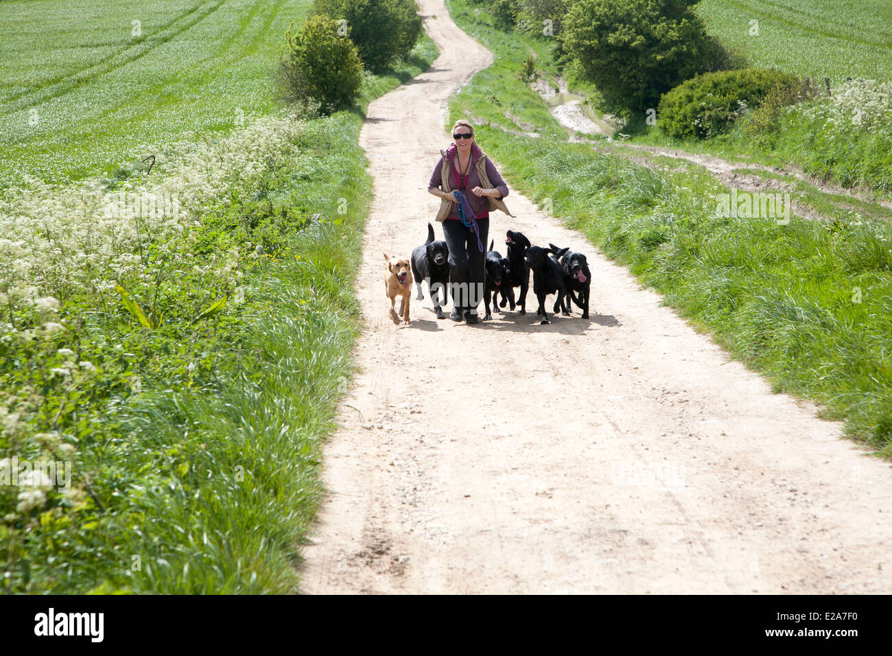 Woman running exercising her dogs on chalk downland on Roundway Down, Devizes, Wiltshire, England Stock Photo