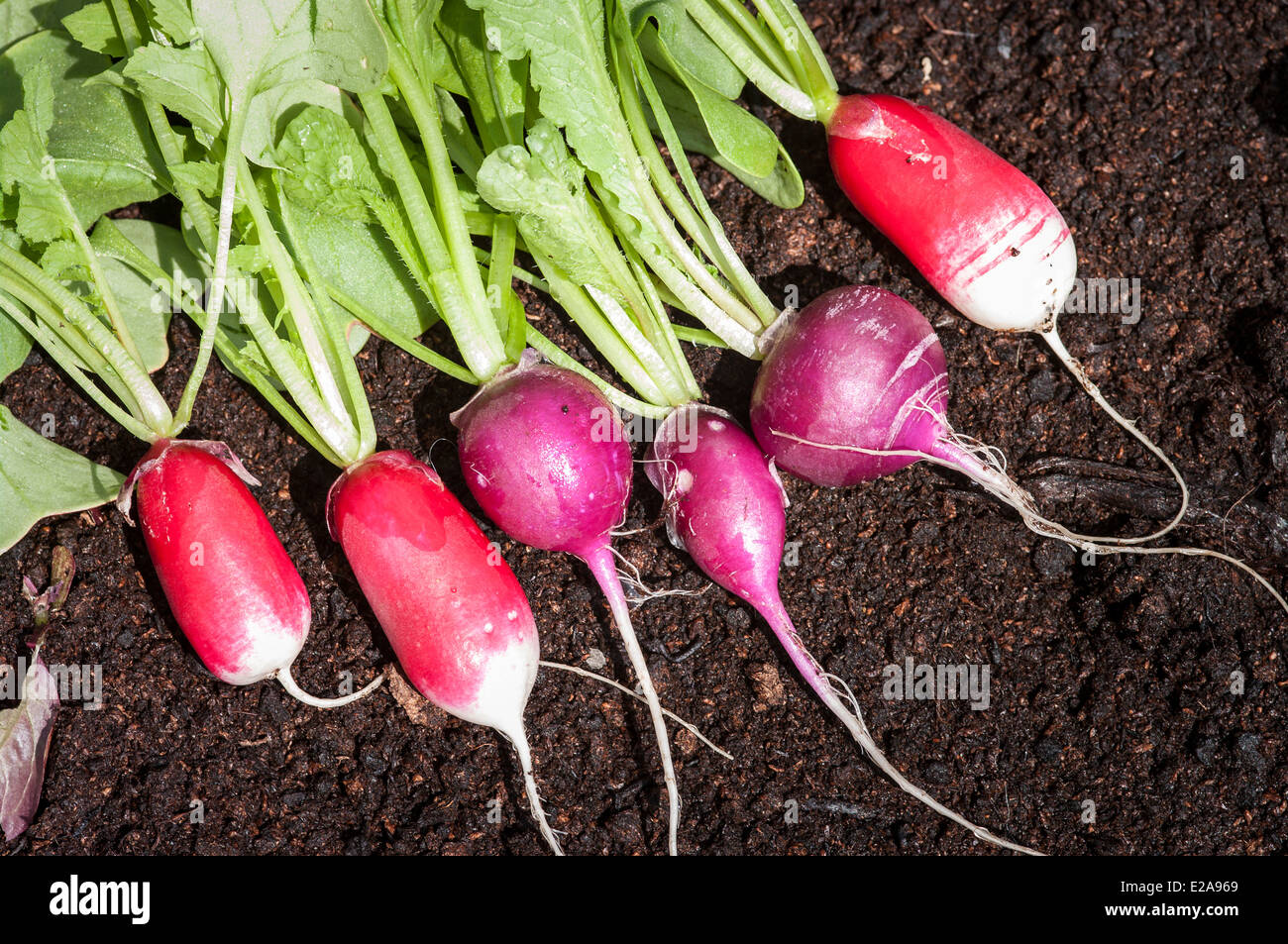 Freshly picked radishes ready for the table Stock Photo