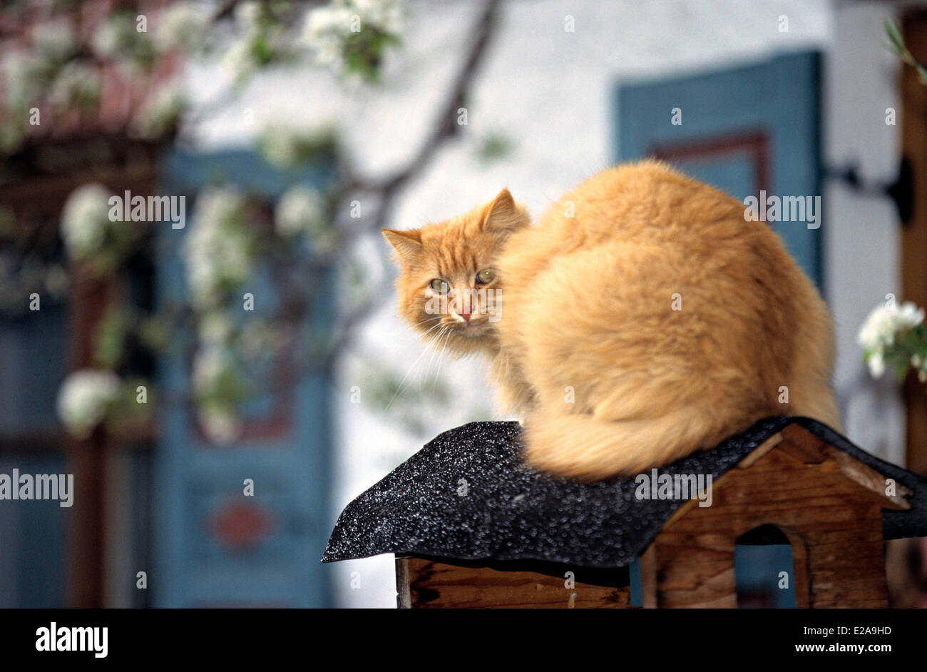 Niederkauernd hires stock photography and images Alamy