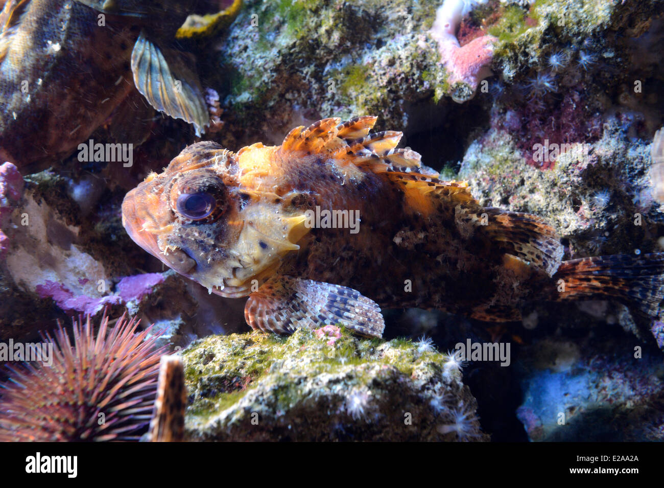Principality of Monaco, Monaco, the oceanographic museum, lionfish (Scorpaena notata) Stock Photo