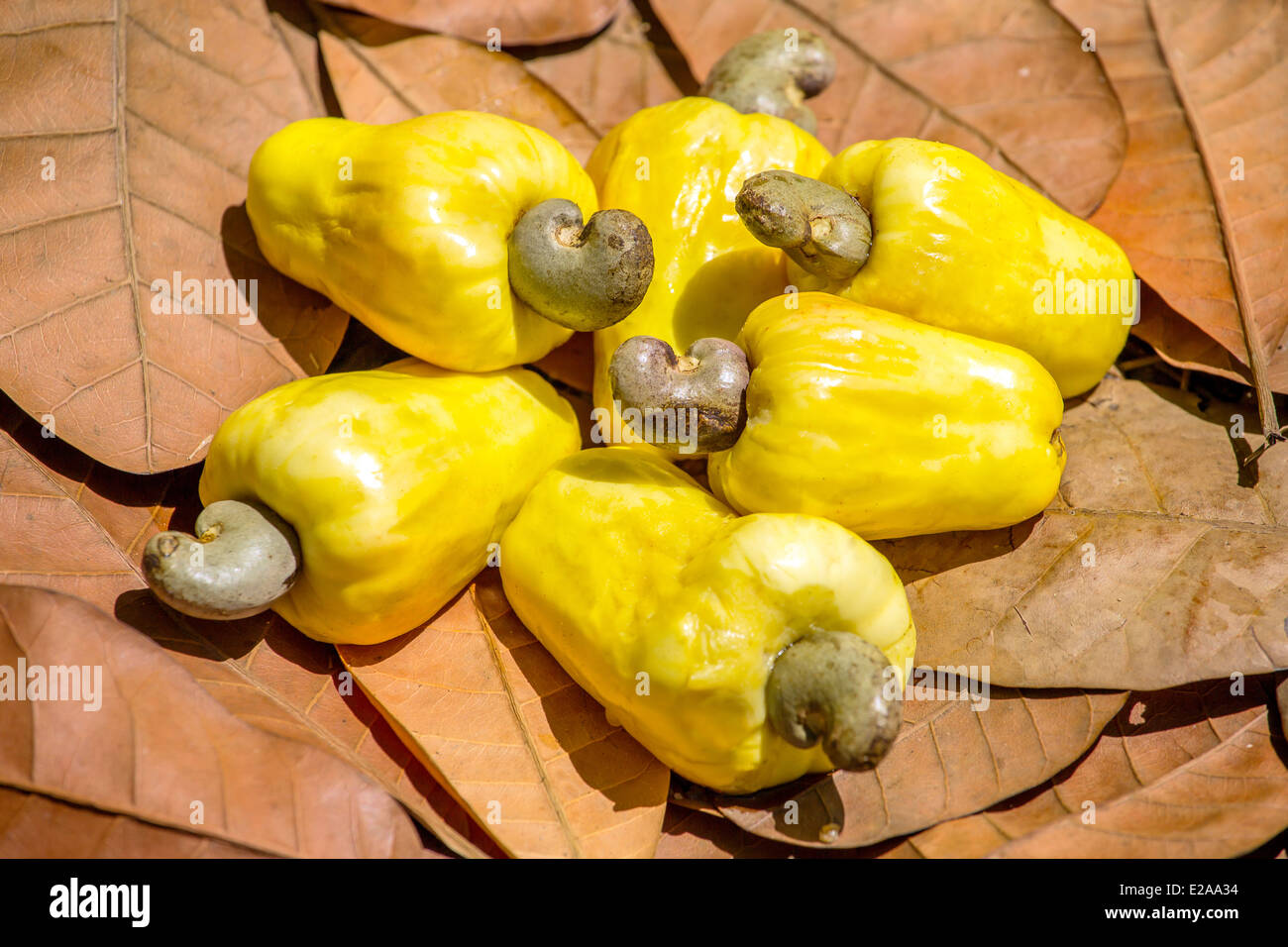 Cashew nut fruits hires stock photography and images Alamy