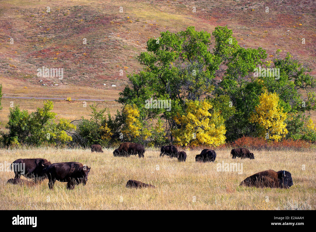 United States, South Dakota, The largest buffalo herd in the world ...