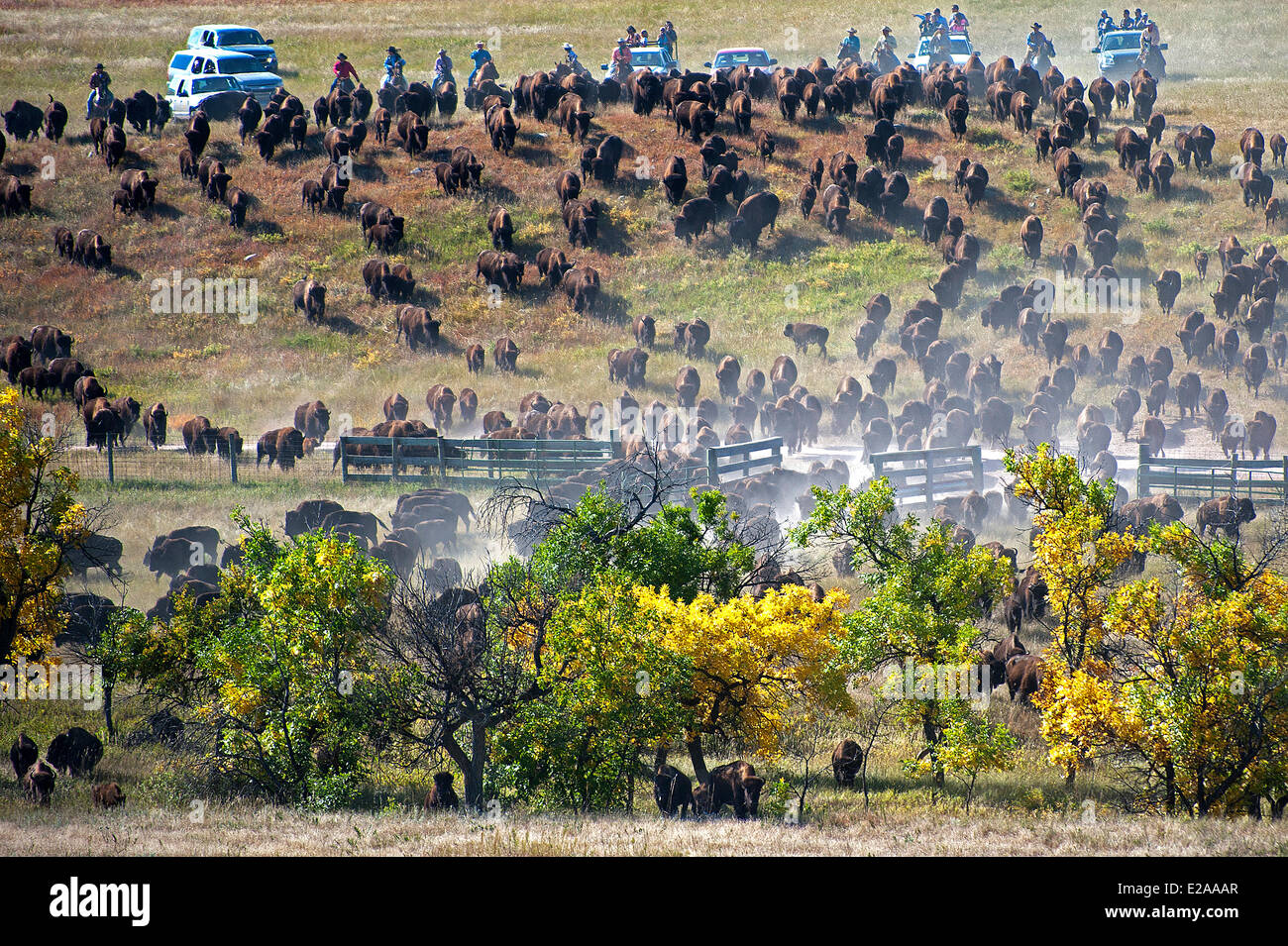 United States, South Dakota, Custer State Park, The Buffalo roundup in