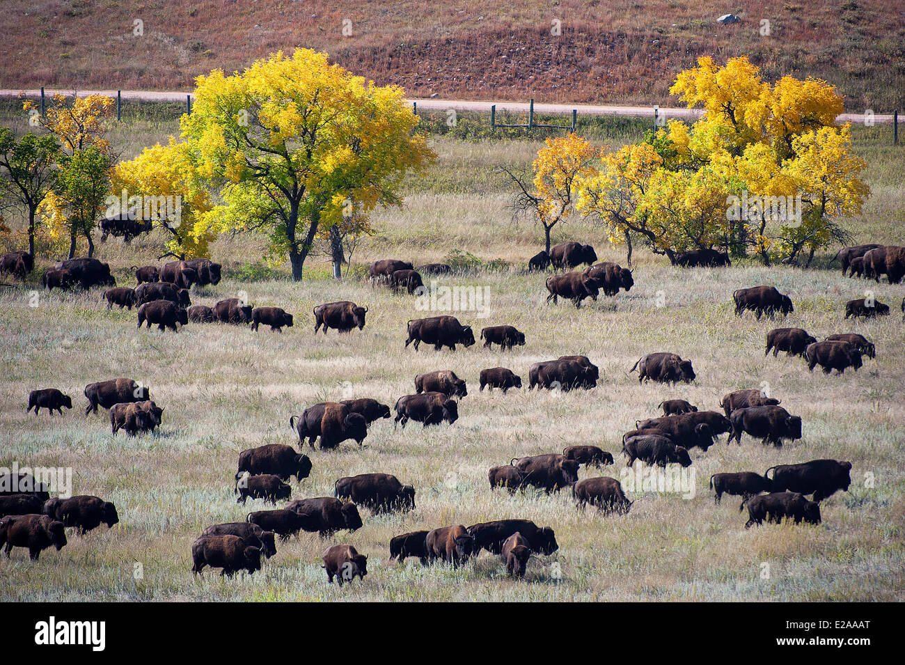 Custer state park hires stock photography and images Alamy