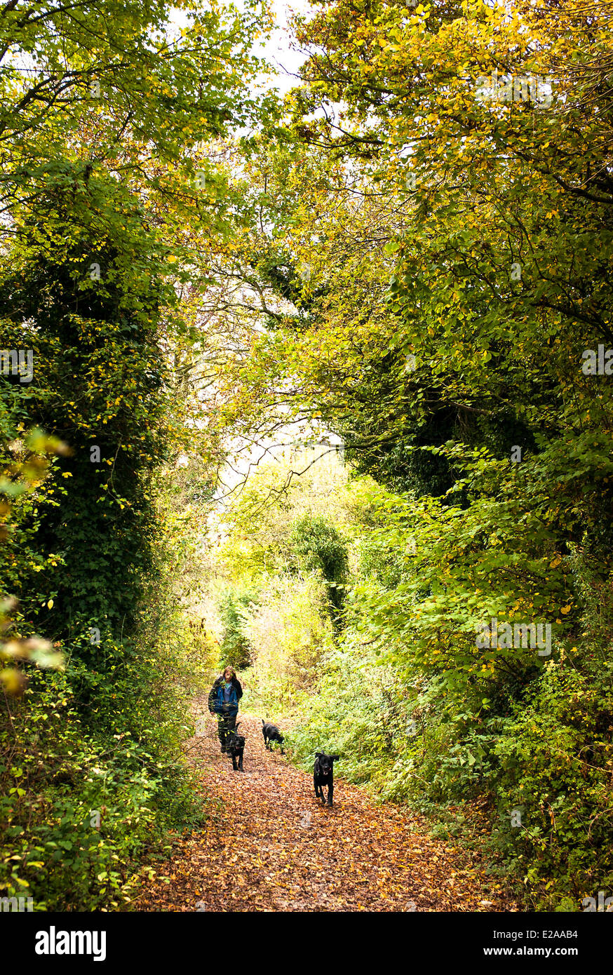 Woman walking three black labrador dogs along an English woodland track ...